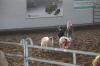 die Jüngsten beim Schafe fangen